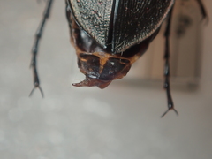 Carabus creutzeri creutzeri
