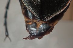 Carabus creutzeri creutzeri