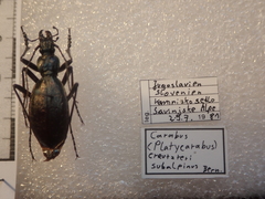 Carabus creutzeri creutzeri