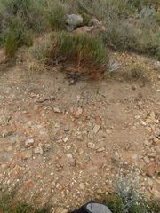 Protea restionifolia