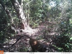 Cercopithecus mitis labiatus