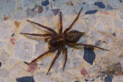 Lycosoides coarctata