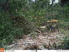 Cercopithecus mitis labiatus