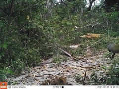 Cercopithecus mitis labiatus