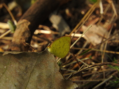 Eurema brigitta rubella