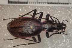 Carabus creutzeri creutzeri