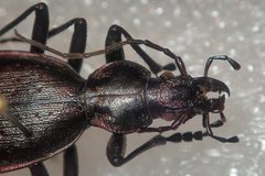 Carabus creutzeri creutzeri