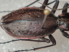 Carabus creutzeri creutzeri