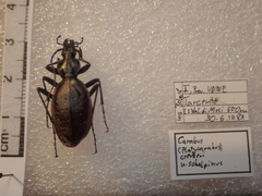 Carabus creutzeri creutzeri