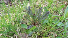 Pedicularis nordmanniana