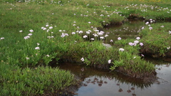 Primula auriculata