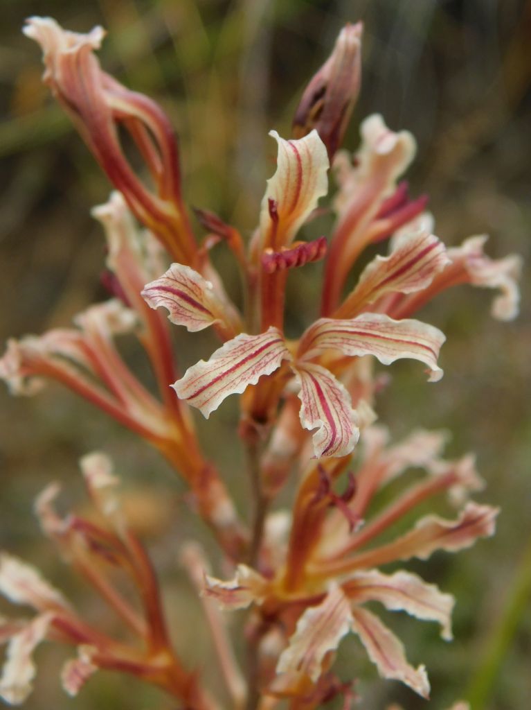 Tritoniopsis elongata