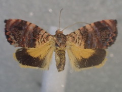Hypertropha