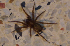 Lycosoides coarctata