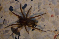 Lycosoides coarctata