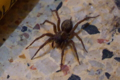 Lycosoides coarctata