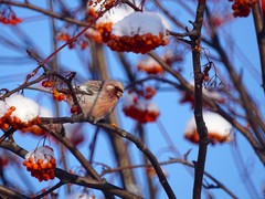 Carpodacus sibiricus