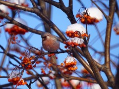 Carpodacus sibiricus