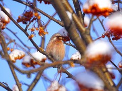 Carpodacus sibiricus