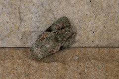 Platyprosopa nigrostrigata