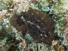 Atagema intecta