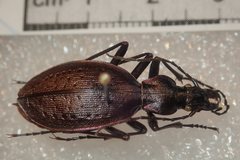 Carabus creutzeri creutzeri