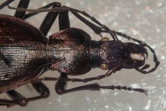 Carabus creutzeri creutzeri