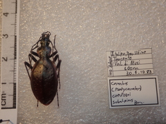 Carabus creutzeri creutzeri