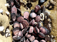 Brachidontes rostratus