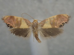 Eupselia callidyas
