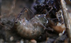 Cryptorchestia garbinii