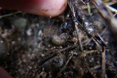 Cryptorchestia garbinii