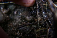 Cryptorchestia garbinii