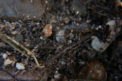 Cryptorchestia garbinii