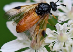 Arge melanochra