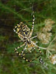 Argiope australis