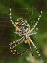 Argiope australis