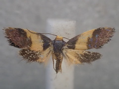 Eupselia beltera