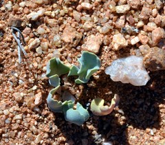 Othonna taraxacoides