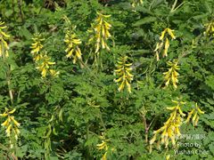 Corydalis formosana