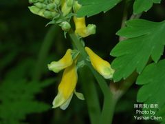 Corydalis formosana