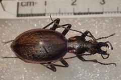 Carabus creutzeri creutzeri