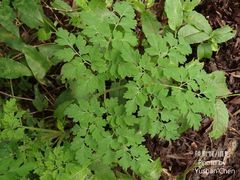 Corydalis formosana