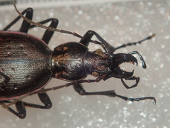 Carabus creutzeri creutzeri