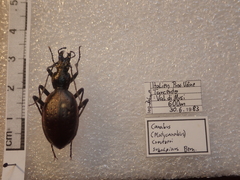 Carabus creutzeri creutzeri
