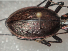 Carabus creutzeri creutzeri