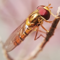 Episyrphus balteatus