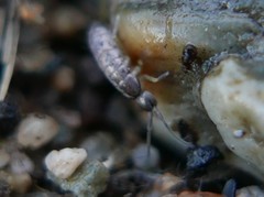 Pogonognathellus flavescens