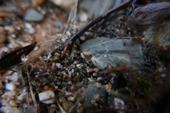 Pogonognathellus flavescens