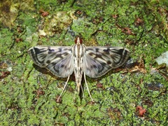 Rhimphalea